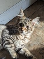 Maine Coon Cats for sale in Bethel, OH 45106, USA. price: $450