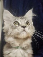Maine Coon Cats for sale in Avondale, Arizona. price: $500