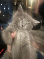 Maine Coon Cats for sale in Las Vegas, Nevada. price: $1,500