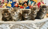 Maine Coon Cats for sale in Albuquerque, New Mexico. price: $1,750
