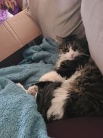 Maine Coon Cats for sale in Pittsburgh, Pennsylvania. price: $50