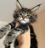 Maine Coon Cats for sale in Portland, Oregon. price: $485