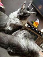 Maine Coon Cats for sale in Appleton, Wisconsin. price: $2,500