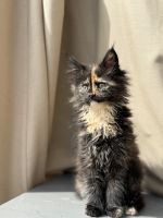 Maine Coon Cats for sale in Los Angeles, California. price: $700
