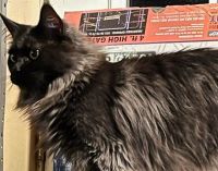 Maine Coon Cats for sale in Warren, Ohio. price: $1,200