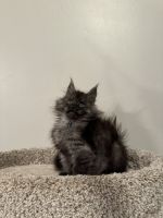 Maine Coon Cats for sale in Salt Lake City, Utah. price: $3,500