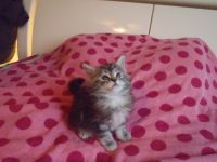 Maine Coon Cats for sale in Orland Park, Illinois. price: NA