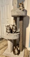 Maine Coon Cats for sale in Land O Lakes, Florida. price: $1,800