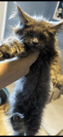 Maine Coon Cats for sale in Lehigh Acres, FL, USA. price: $1,050