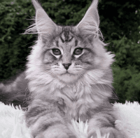 Maine Coon Cats for sale in Hubbard, Ohio. price: $2,000