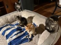 Maine Coon Cats for sale in Carlisle, Pennsylvania. price: $1,000