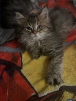 Maine Coon Cats for sale in Bloomington, Illinois. price: $800
