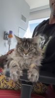 Maine Coon Cats for sale in New Rochelle, New York. price: $1,800