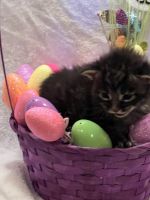 Maine Coon Cats for sale in Festus, Missouri. price: $2,500