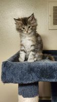 Maine Coon Cats for sale in Casco, Michigan. price: $1,800