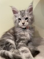 Maine Coon Cats for sale in Rocklin, California. price: $2,500