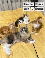 Maine Coon Cats for sale in Germantown, Maryland. price: $2,500