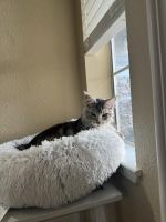 Maine Coon Cats for sale in Gilroy, California. price: $3,500