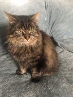 Maine Coon Cats for sale in Demotte, Indiana. price: NA
