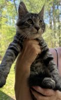 Maine Coon Cats for sale in Toccoa, GA 30577, USA. price: $1,000