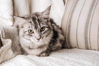 Maine Coon Cats for sale in Reading, PA 19606, USA. price: $1,500