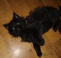 Maine Coon Cats for sale in Shamokin, Pennsylvania. price: $100