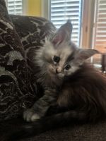 Maine Coon Cats for sale in Windsor, Virginia. price: NA
