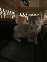 Maine Coon Cats for sale in Leesburg, Virginia. price: $1,800