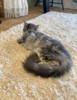 Maine Coon Cats for sale in Reading, PA 19606, USA. price: $1,200