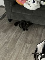 Maine Coon Cats for sale in Tucson, Arizona. price: $200