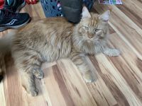 Maine Coon Cats for sale in Dingmans Ferry, Pennsylvania. price: $750