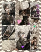 Maine Coon Cats for sale in Chicago, Illinois. price: $2,000