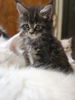 Maine Coon Cats for sale in Royal Oak, Michigan. price: $1,000