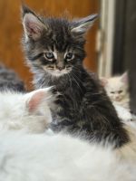 Maine Coon Cats Photos