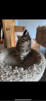 Maine Coon Cats for sale in Johnstown, NY 12095, USA. price: $1,000