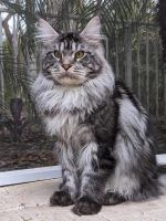 Maine Coon Cats for sale in Boca Raton, Florida. price: $600
