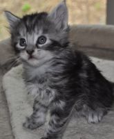 Maine Coon Cats for sale in Black Diamond, Washington. price: $1,000