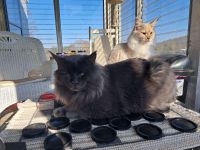 Maine Coon Cats for sale in Hillsville, VA 24343, USA. price: $500
