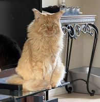 Maine Coon Cats for sale in North Port, Florida. price: $1,000