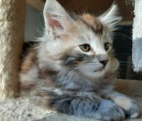 Maine Coon Cats for sale in Black Diamond, Washington. price: $1,000