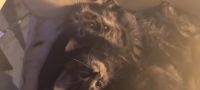 Maine Coon Cats for sale in North Augusta, South Carolina. price: $200