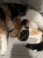 Maine Coon Cats for sale in Trenton, New Jersey. price: $500