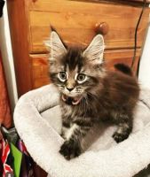 Maine Coon Cats for sale in Orlando, Florida. price: $400