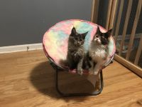 Maine Coon Cats for sale in Birmingham, Alabama. price: NA