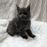 Maine Coon Cats for sale in Valparaiso, Indiana. price: $2,500