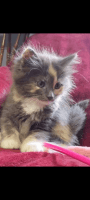 Maine Coon Cats for sale in Pekin, Illinois. price: $550