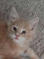 Maine Coon Cats for sale in Black Diamond, Washington. price: NA