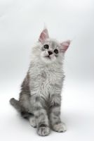 Maine Coon Cats for sale in Hollywood, FL, USA. price: $2,000