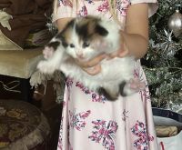 Maine Coon kittens and breeding cats