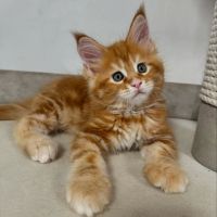 Maine Coon Cats for sale in Phoenix, AZ, USA. price: $1,050